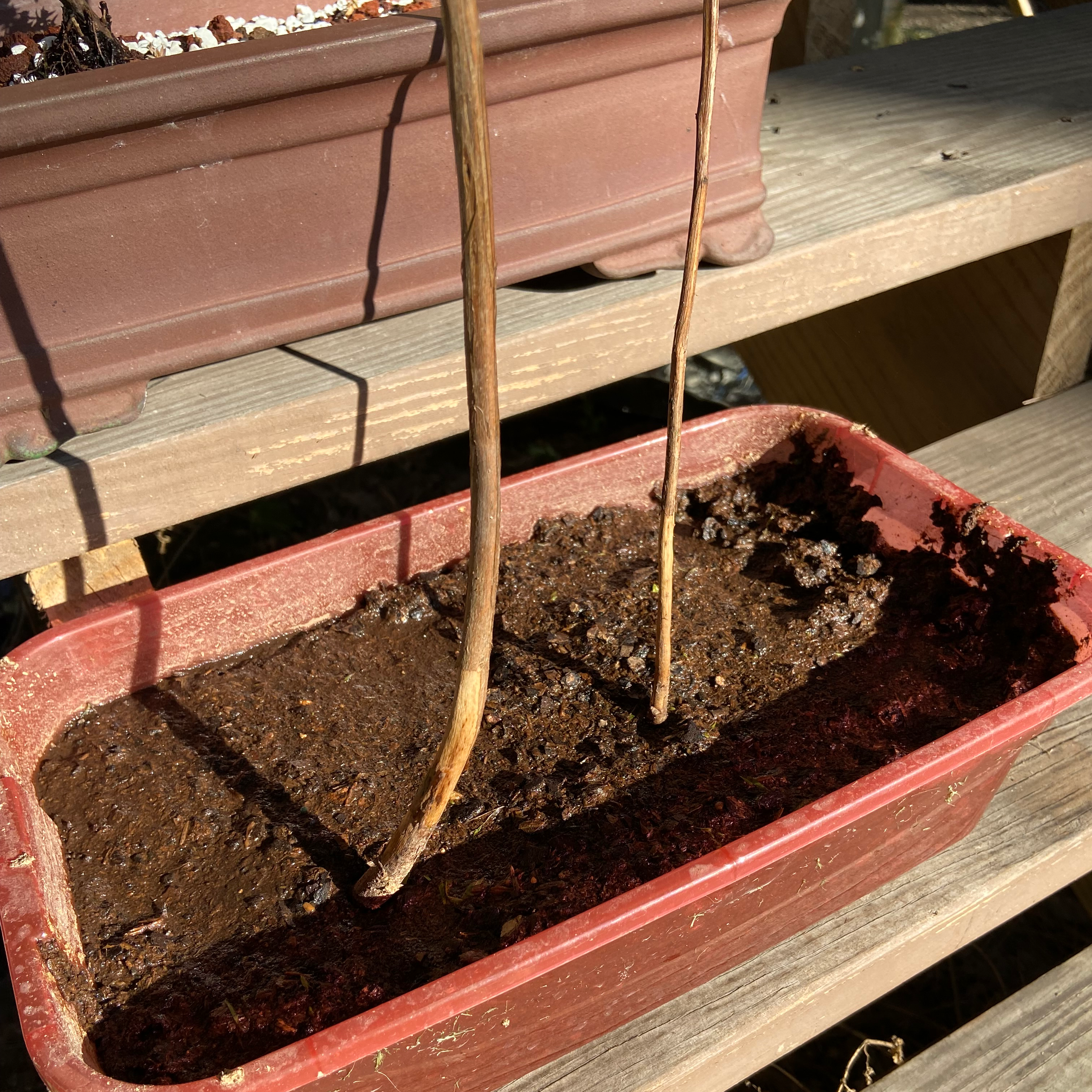 Bald Cypress plant in a rectangular pot with thin, bare stems and dry soil.