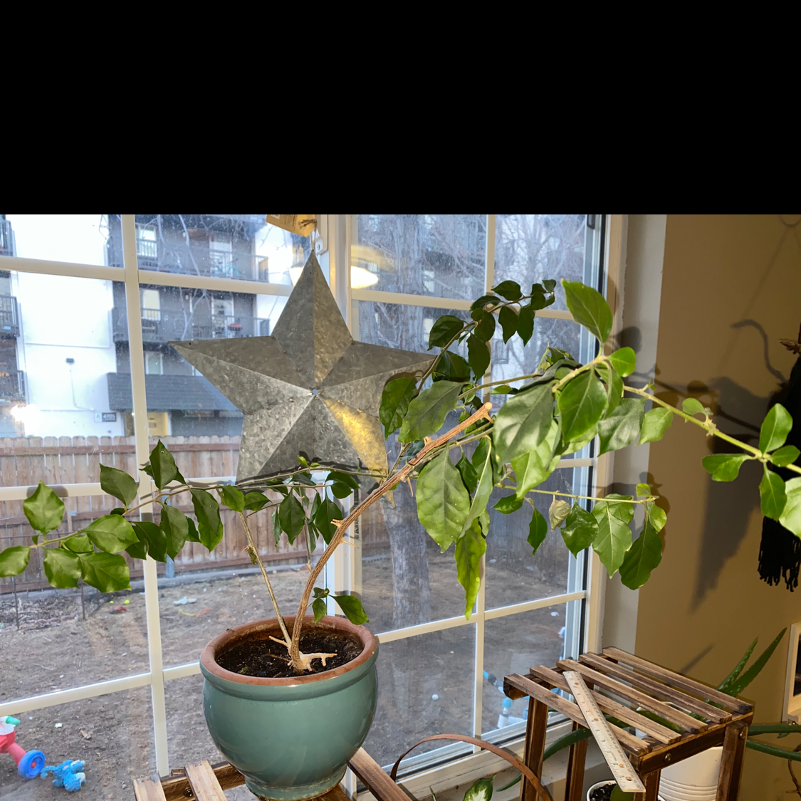 Best Soil Potting Mix for Bougainvillea