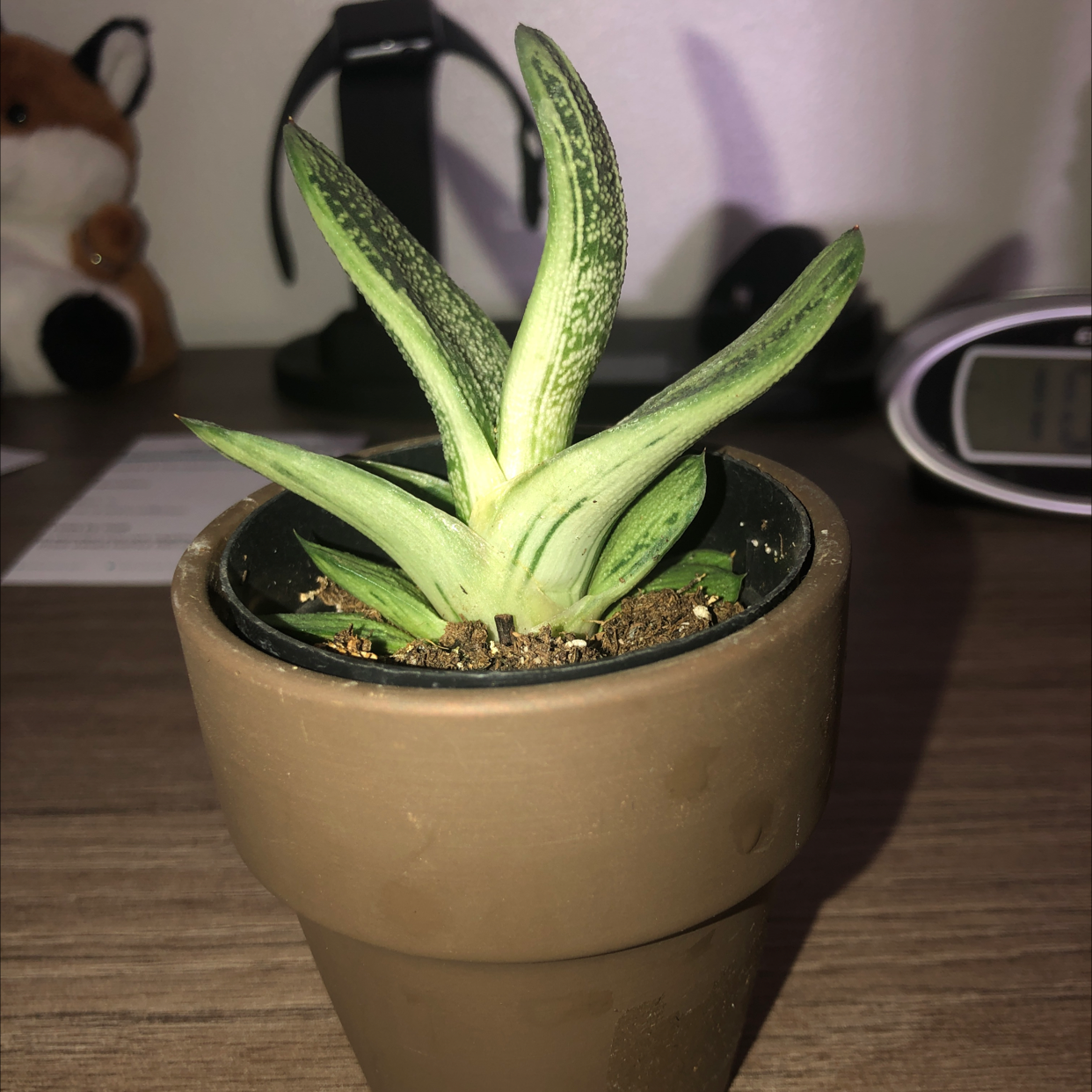 Haworthia Alba plant in a small pot, healthy and well-framed.