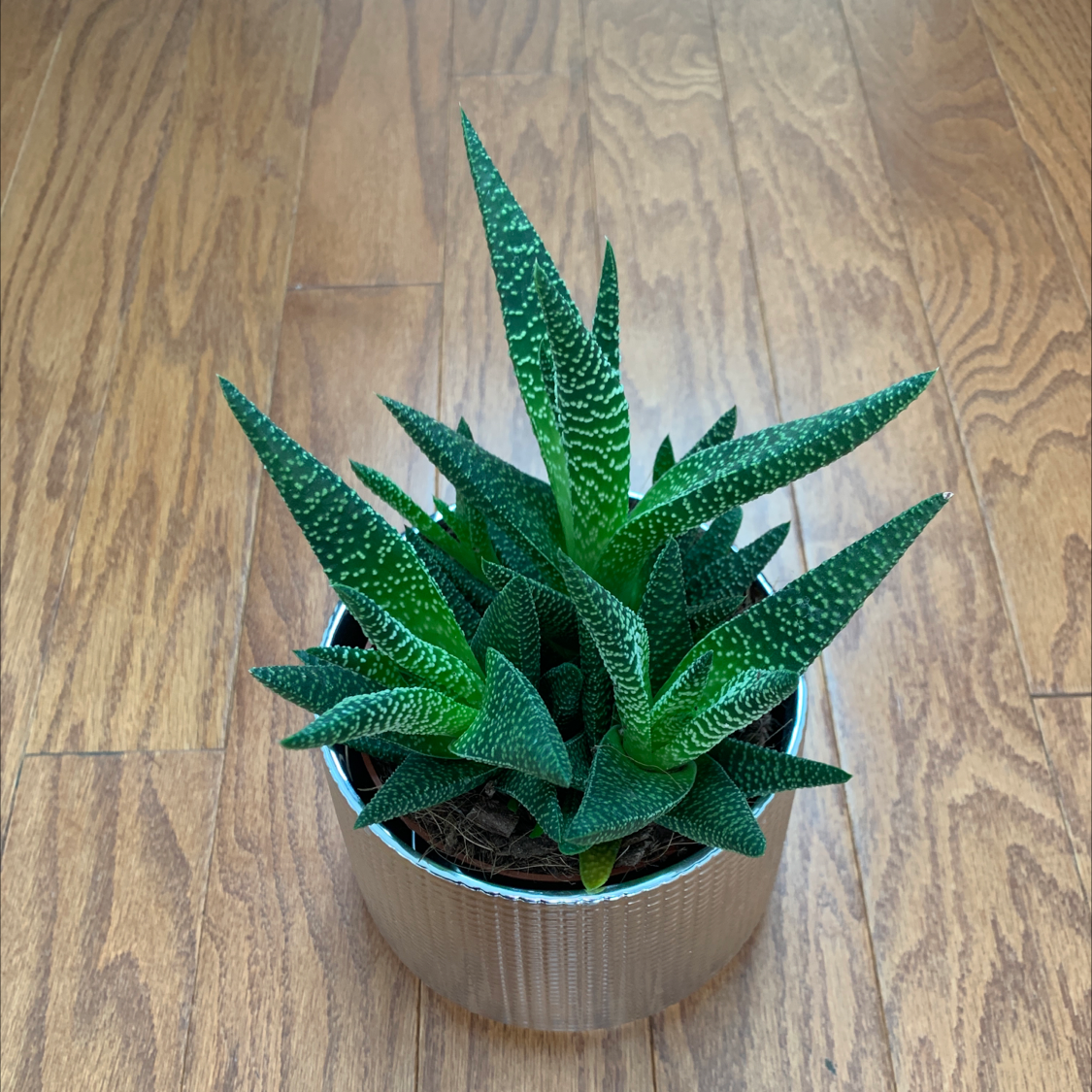 Healthy Bredasdorp Gasteria plant in a pot on a wooden floor.