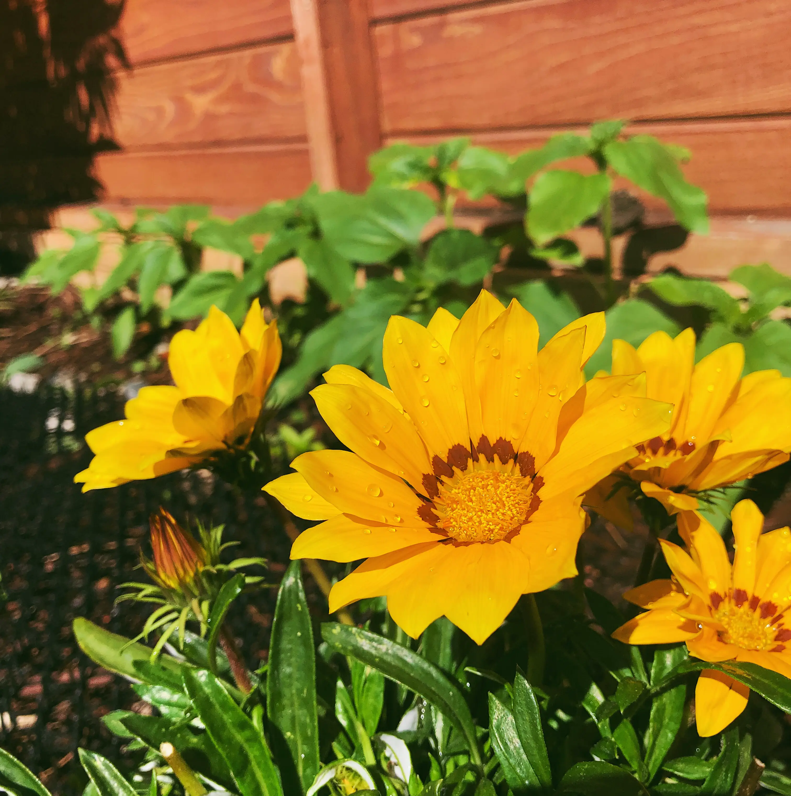 A healthy Treasureflower plant with bright yellow flowers and dark centers in a garden.