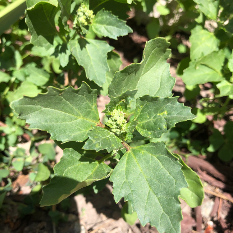 Australian-Spinach uploaded to the Greg plant app by @ShiningAnthora