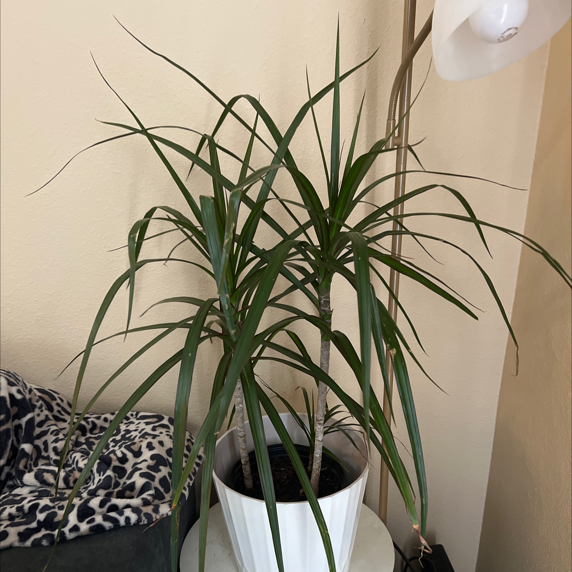 Dracaena plant in a white pot with long, slender green leaves.