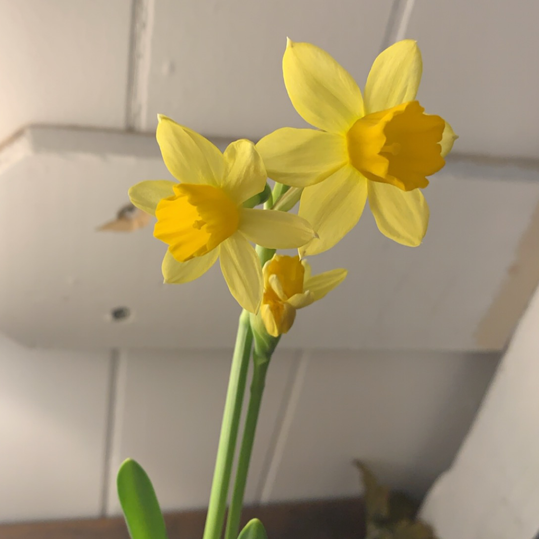 Photo of the plant species Jonquil by Megan named Your plant on Greg, the plant care app