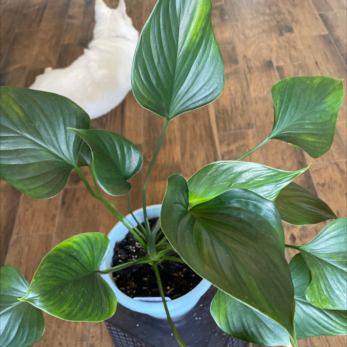 Homalomena 'Emerald Gem' plant with vibrant green leaves in a blue pot.