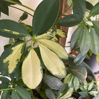 Variegated Dwarf Umbrella Tree plant in Somewhere on Earth