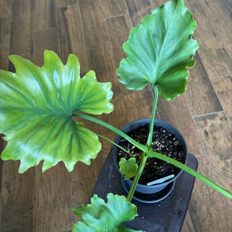 Philodendron 'Hope' plant in Somewhere on Earth