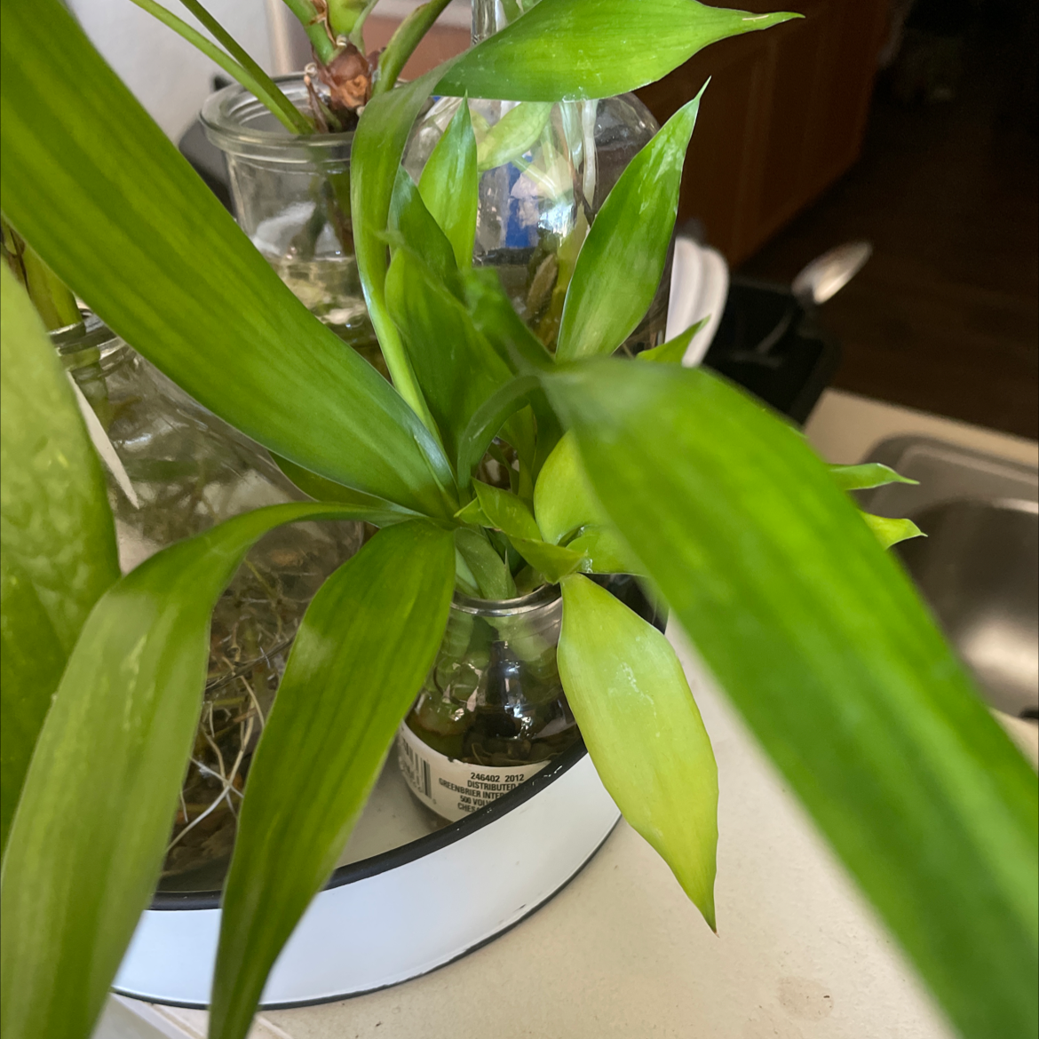 Dracaena 'Sted Sol Cane' plant with vibrant green leaves, well-framed and healthy.
