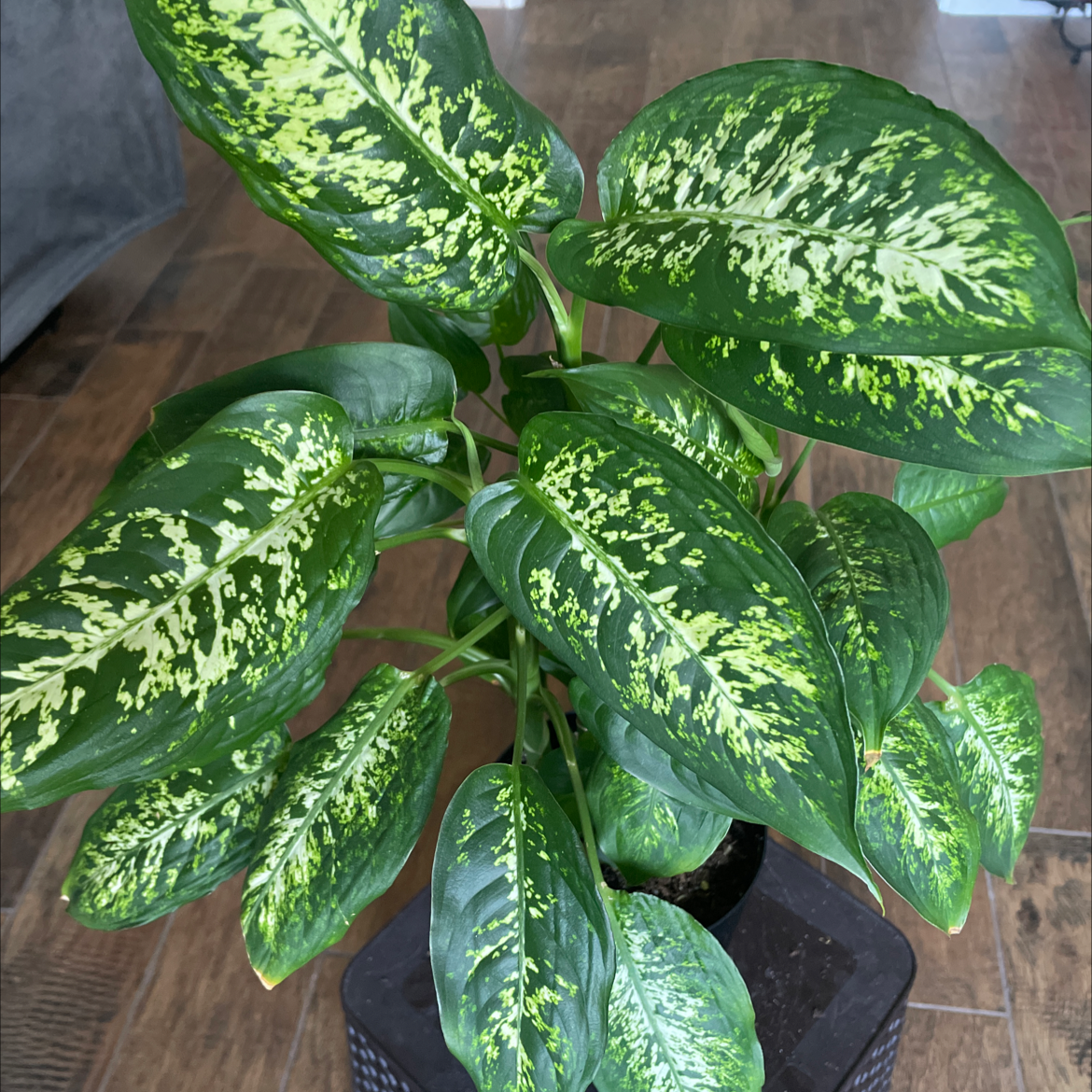 Healthy Dumbcane Tropic Snow plant with vibrant green variegated leaves.
