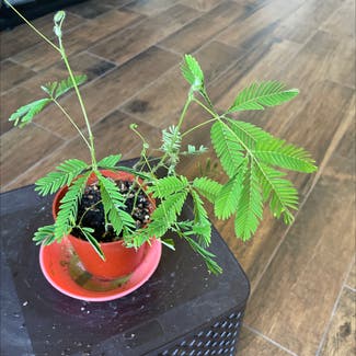 Sensitive Plant plant in Somewhere on Earth