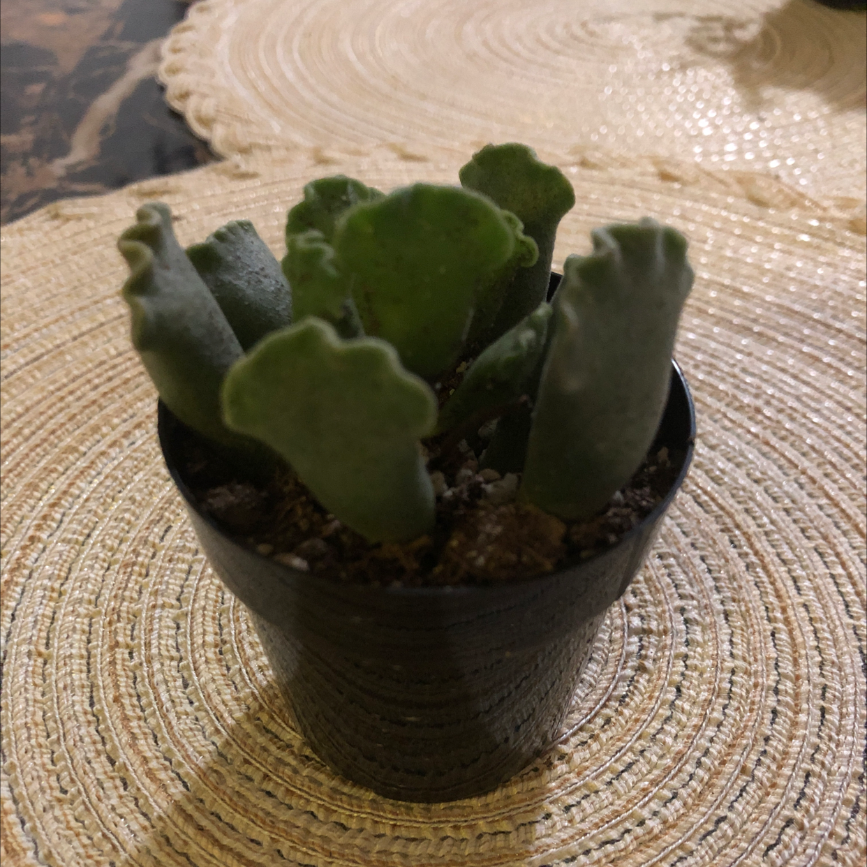 Pillow Feet Crinkle Leaf Plant in a small black pot with visible soil.
