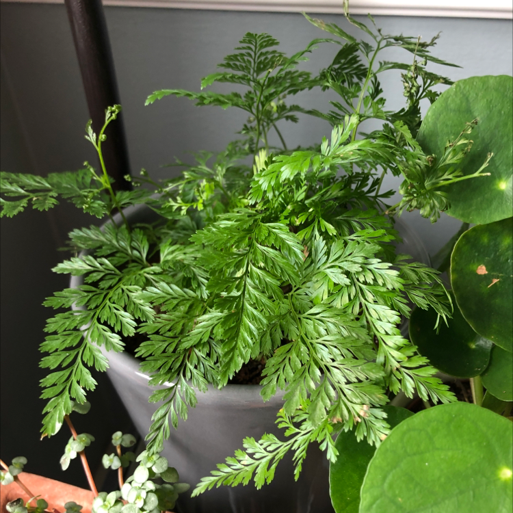 Healthy Black Spleenwort plant with lush green leaves in a pot, partially visible soil.