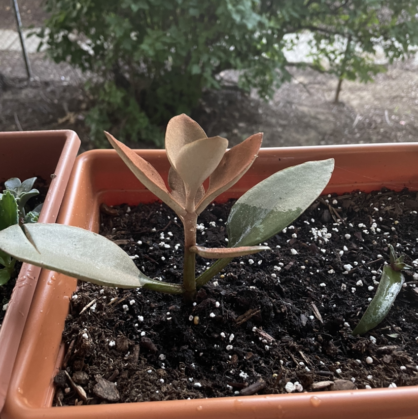 Copper Spoons plant in a rectangular pot with well-draining soil.