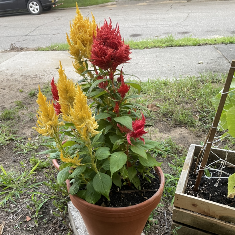 Healthy potted cockscomb plant with vibrant yellow and red plume-like flowers growing outdoors on pavement.