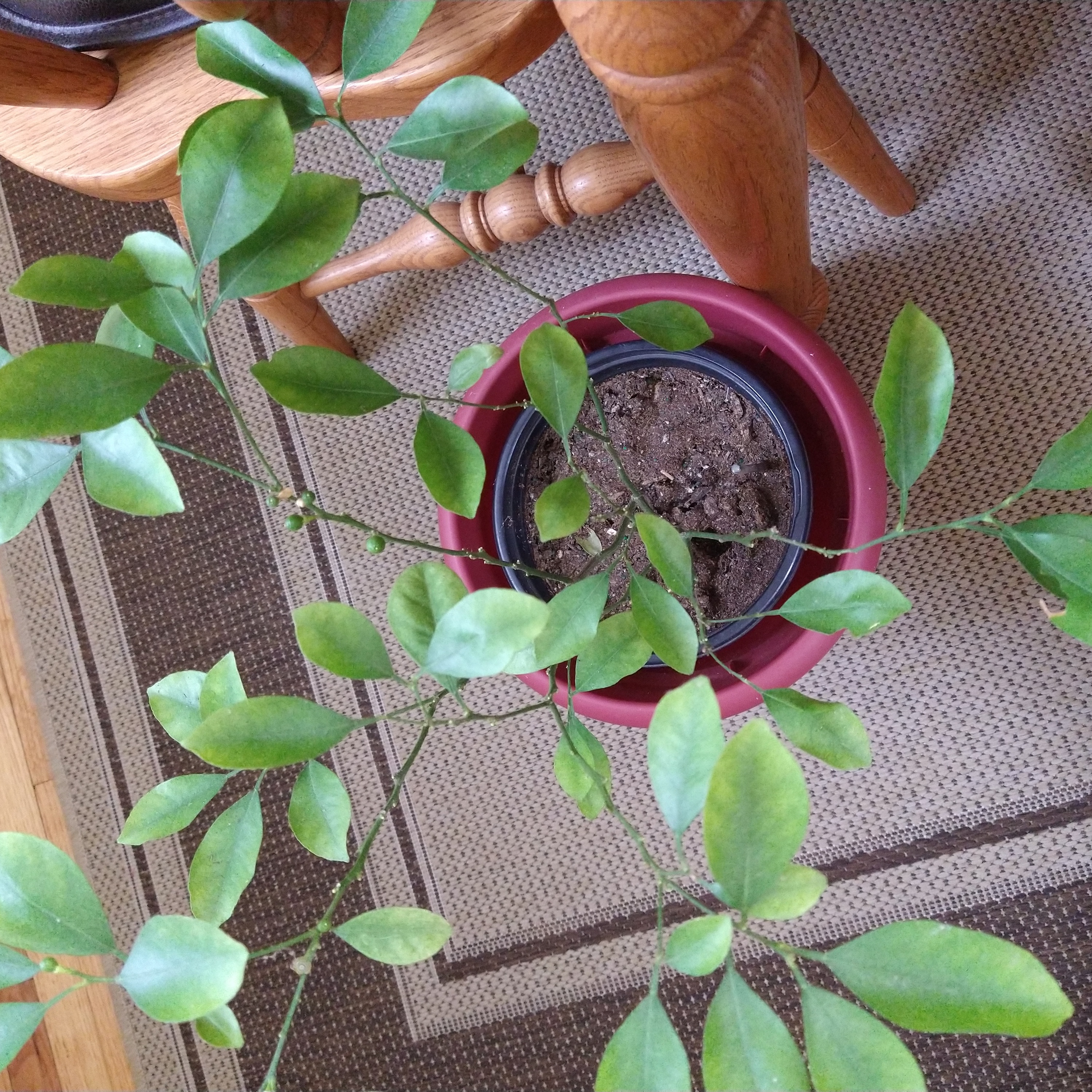Potted Mock Orange plant with green leaves, placed on a carpet.