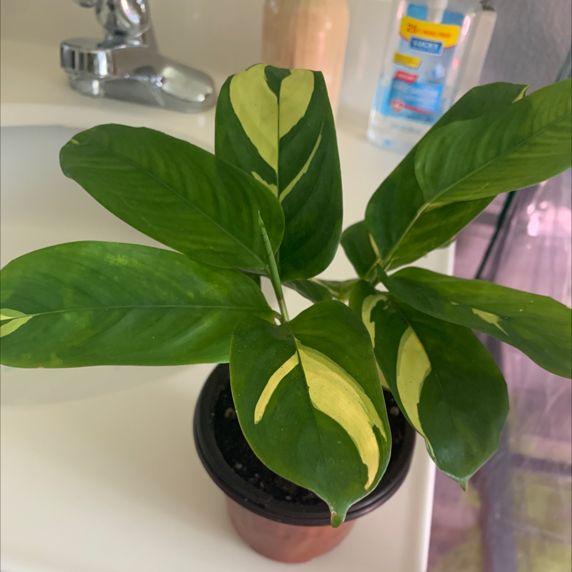 Golden Mosaic Plant in a small pot with vibrant green leaves and yellow variegation.
