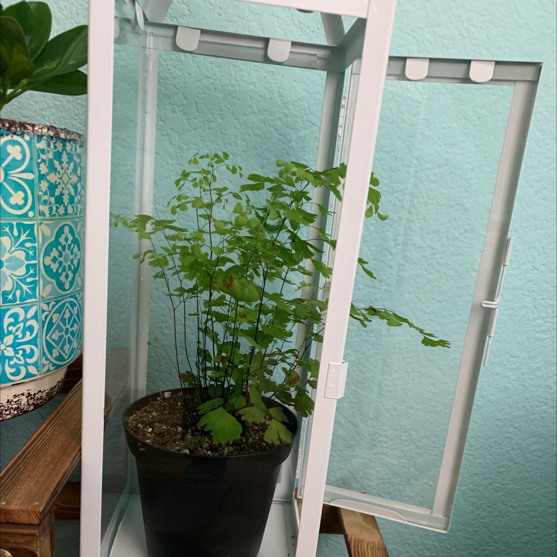 Maidenhair Fern plant photo by @RootWitch13 named Hansel and Gretel on Greg, the plant care app.