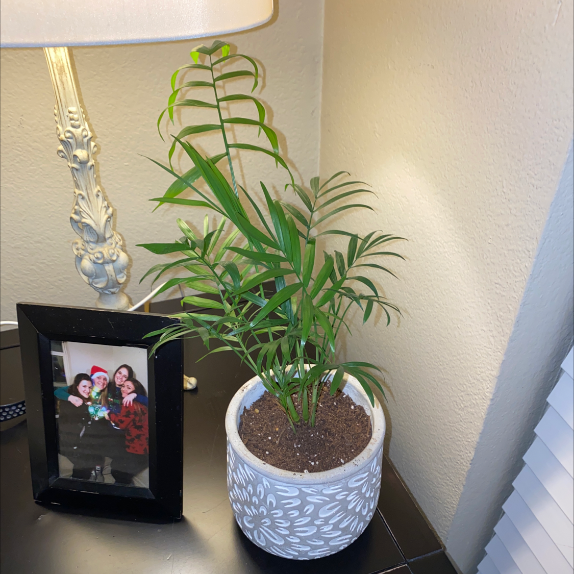Healthy cat palm plant in white patterned planter next to framed photo on a table or shelf indoors.