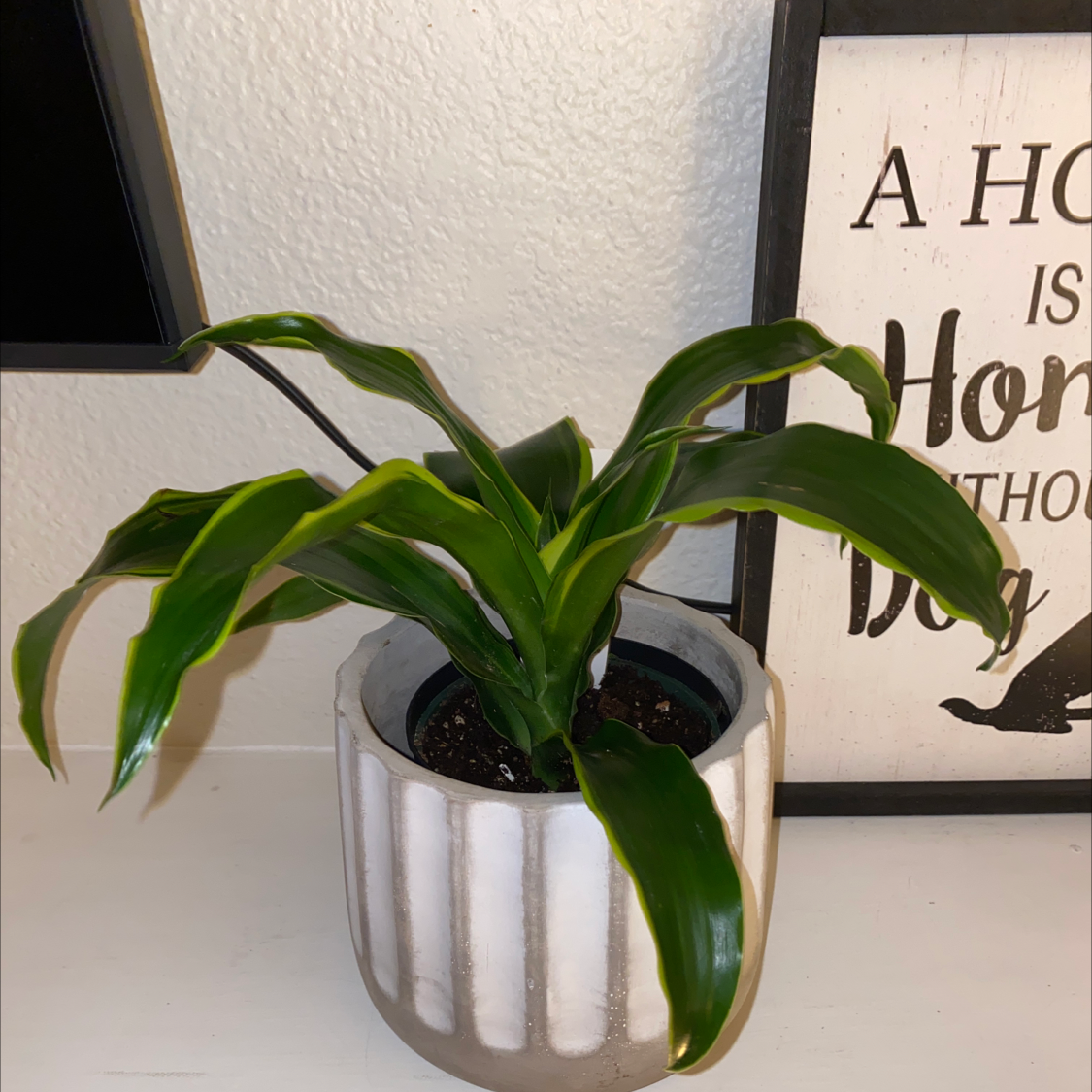 Dracaena 'Sted Sol Cane' plant in a white pot with vibrant green leaves.