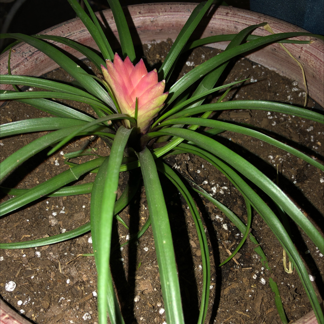 Pink Quill Plant (Tillandsia cyanea) in a pot with visible soil and a prominent pink bract.