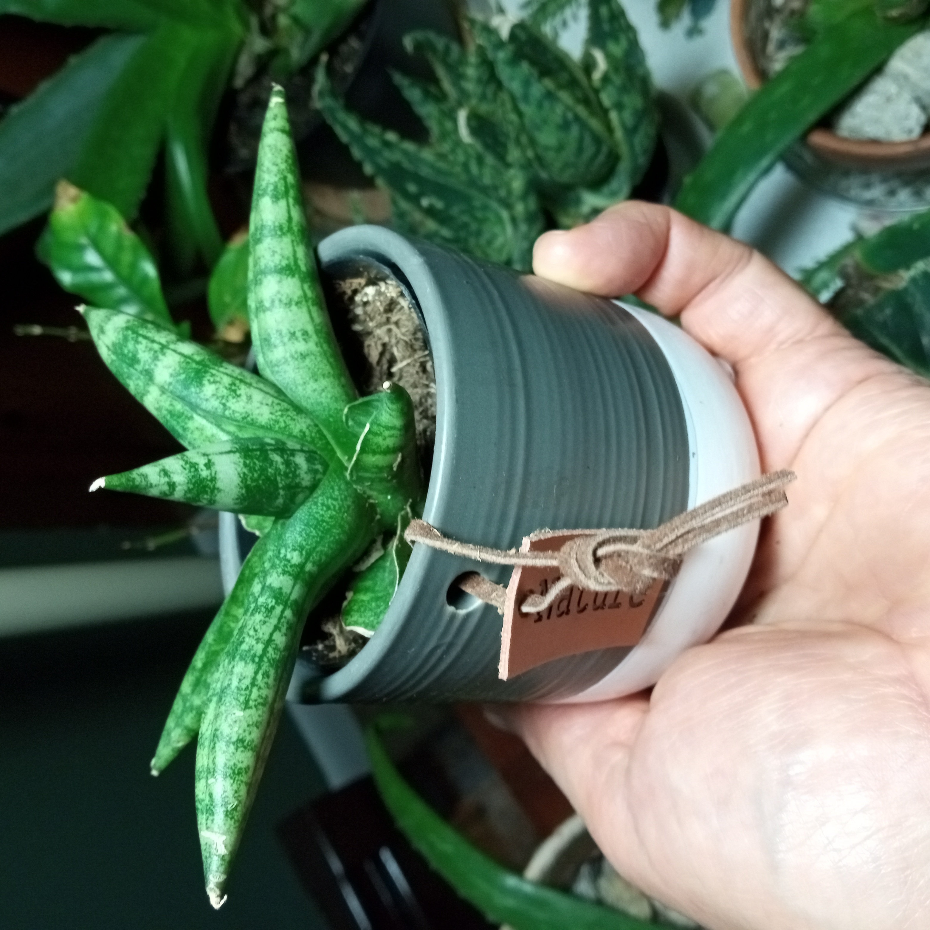 Variegated Starfish Snakeplant in a pot held by a hand, with other plants in the background.