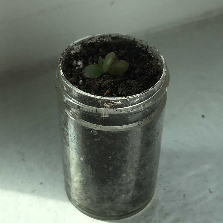 A small Mother of Thousands succulent plant growing in a clear plastic container filled with dry soil.