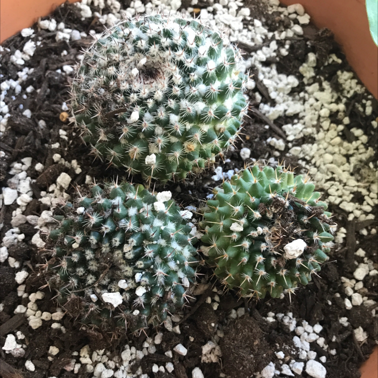 Three Mammillaria Formosa cacti in a pot with visible soil and perlite.
