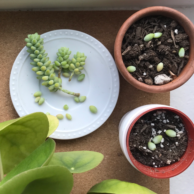 Healthy Burro's Tail succulents in pots with cuttings on a plate, held by a hand for propagation. The plants have long trailing stems with plump green leaves.