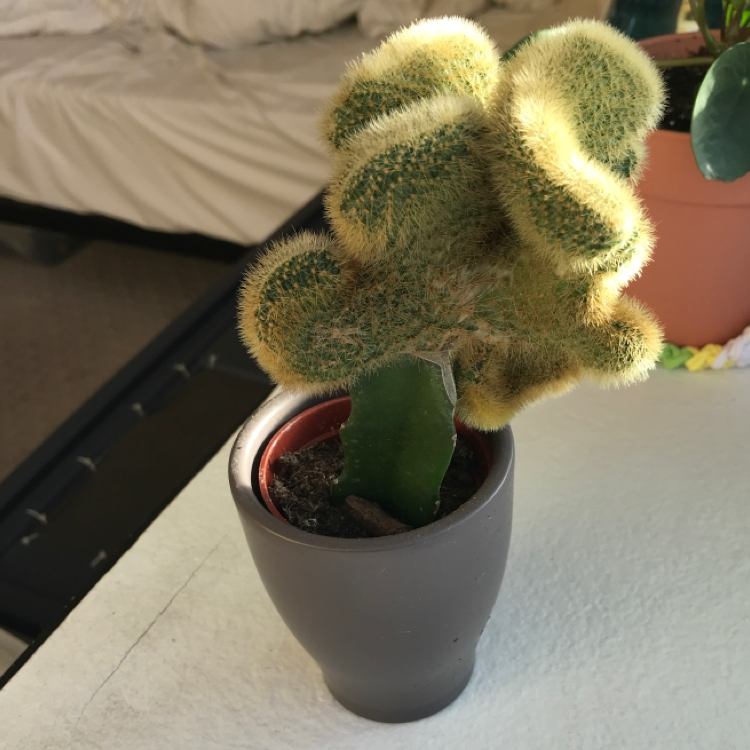 Moon Cactus plant photo by @liam named pimp named slickback on Greg, the plant care app.