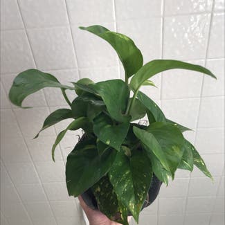 Jade Pothos plant in Lake Forest, California