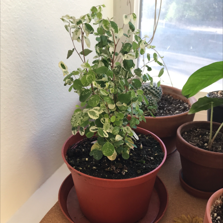 Healthy Creeping Fig plant with vibrant green leaves in a terra cotta pot, with a hand gently supporting a vine.