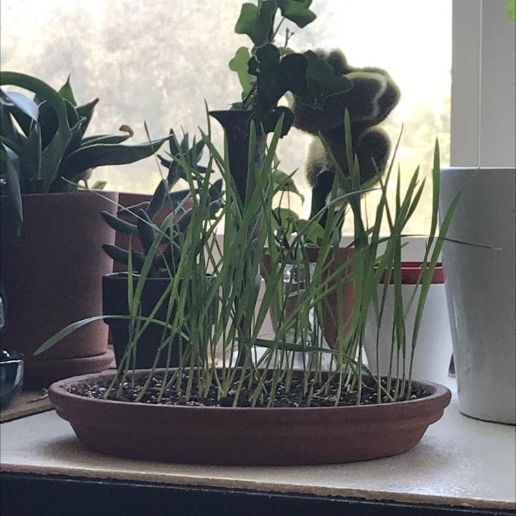 Wheatgrass plant photo by @liam named vekit on Greg, the plant care app.