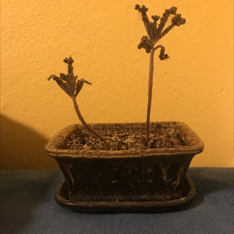 A healthy young Mother of Millions succulent plant in a brown pot, with tiny plantlets visible along the leaf margins.
