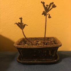 Mother of Millions plant