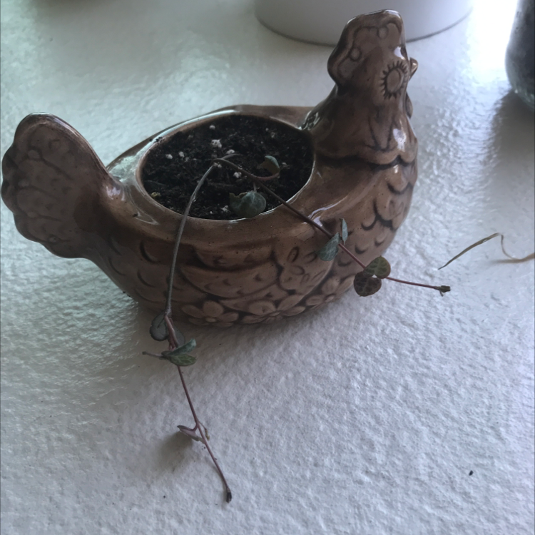 String of Hearts plant photo by @liam named sexy + man on Greg, the plant care app.