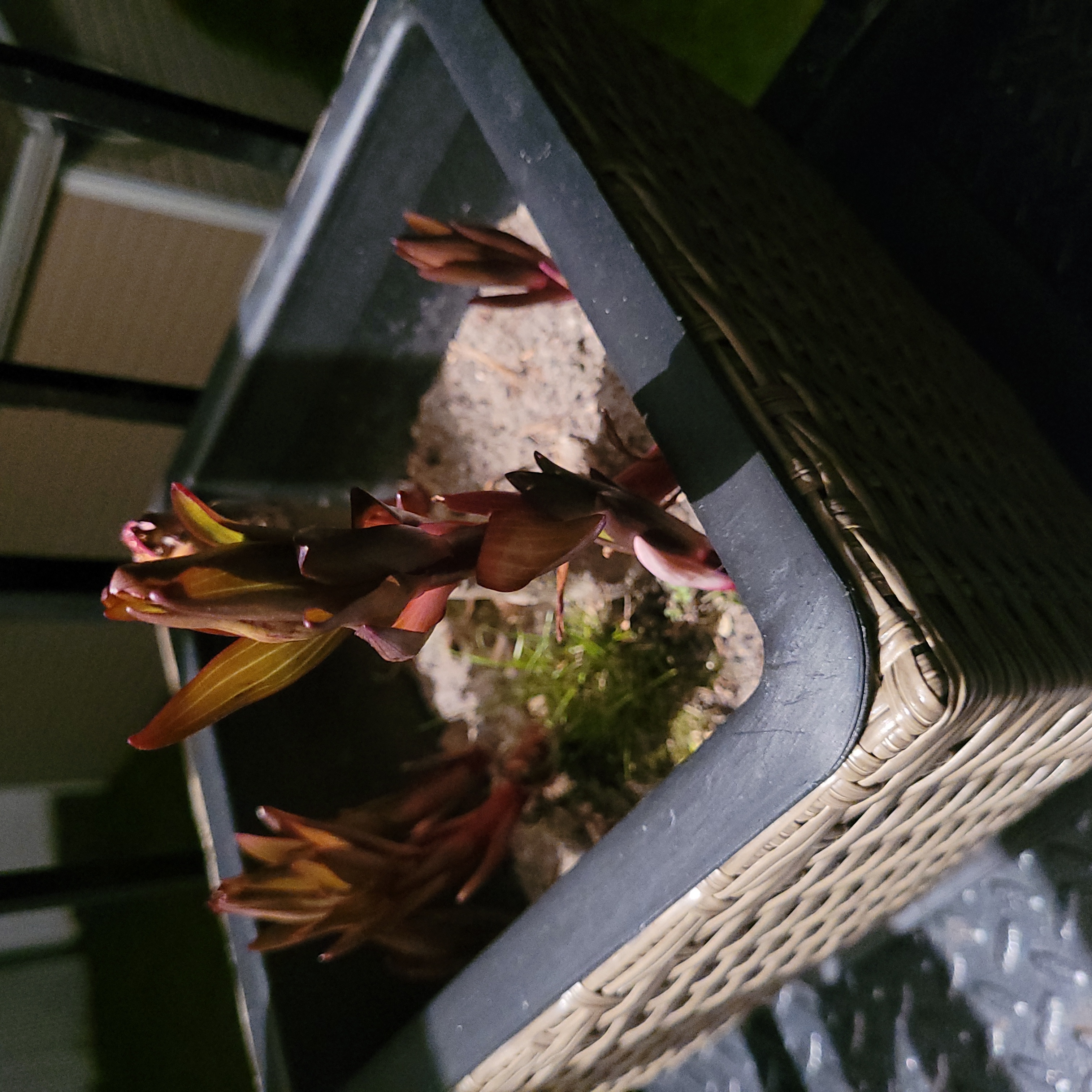 Photo of the plant species Mountain Lily by @EspecialHoya named Gobi on Greg, the plant care app