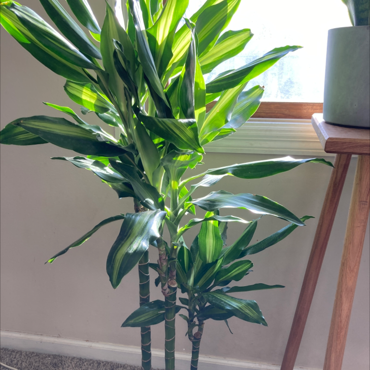 Dracaena Cintho plant with vibrant green leaves near a window indoors.
