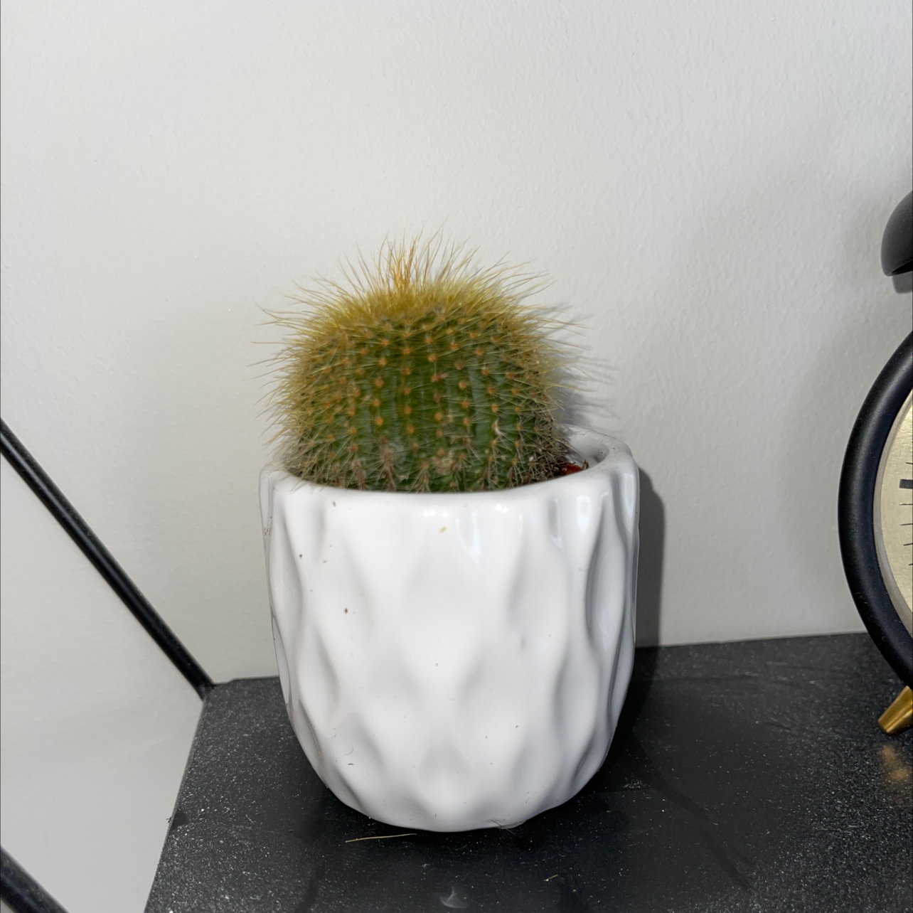 Golden Barrel Cactus plant photo by @Penelope_Harper named Cactus on Greg, the plant care app.