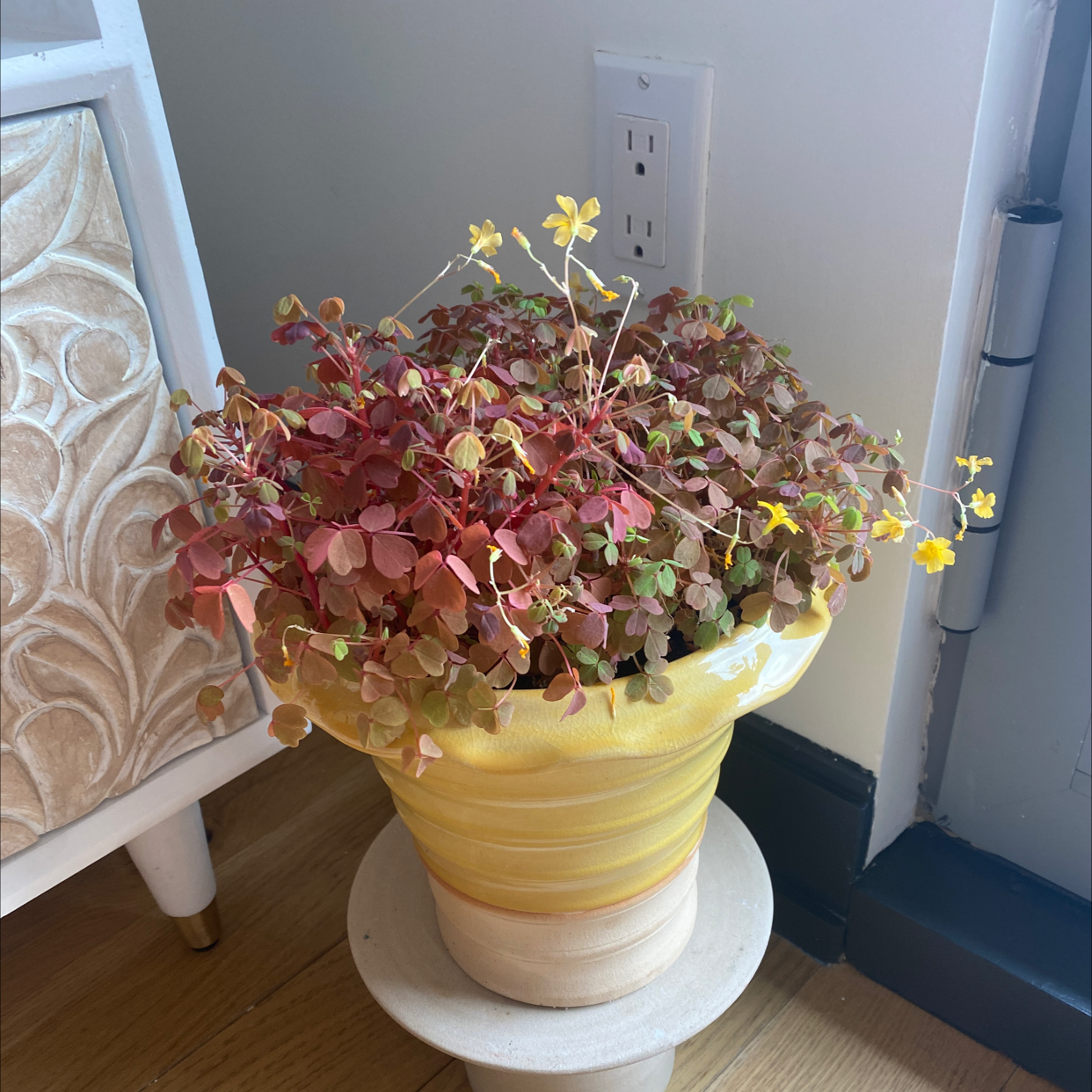 Potted Creeping Woodsorrel with green and reddish leaves and yellow flowers.