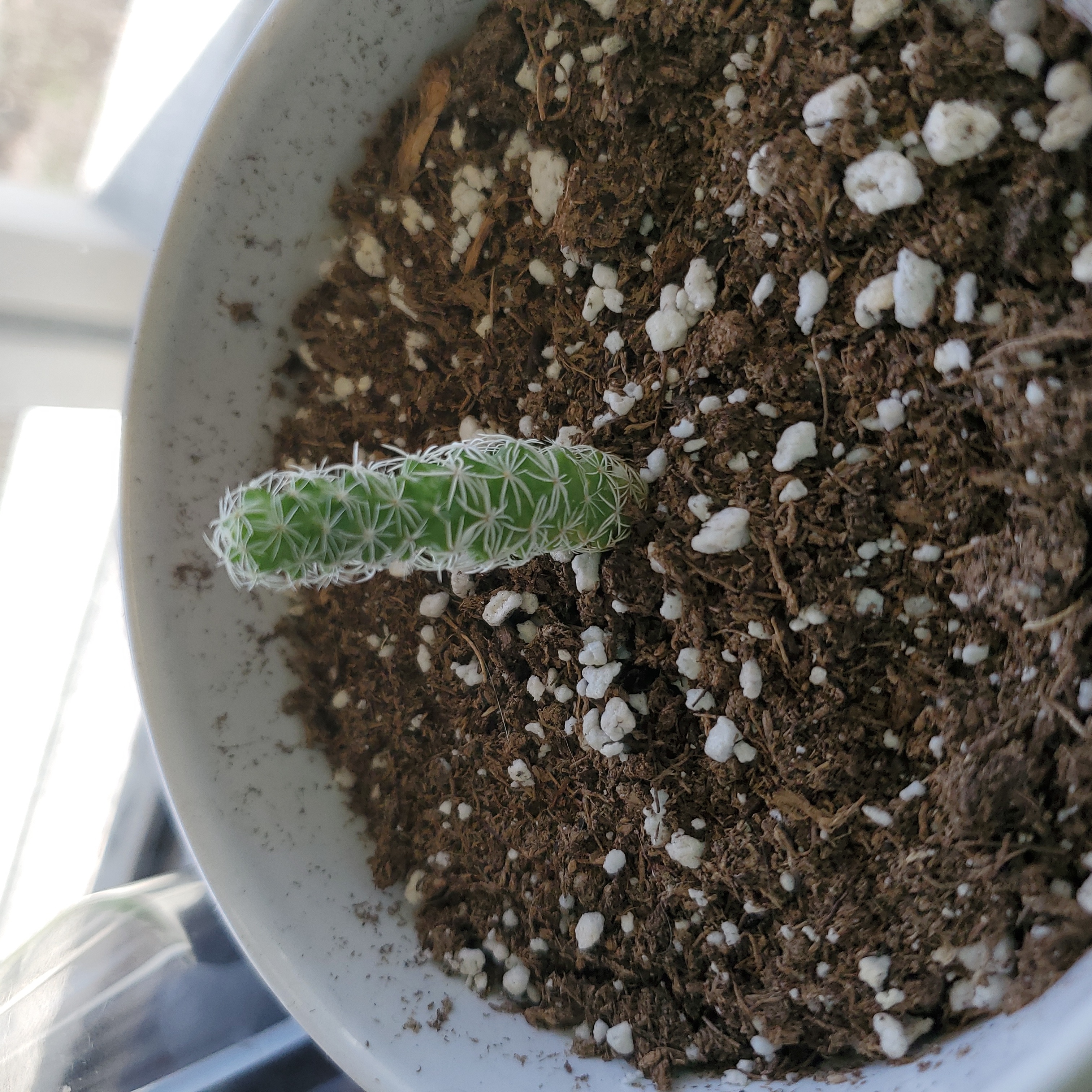 A healthy Thimble Cactus in a pot with visible soil.