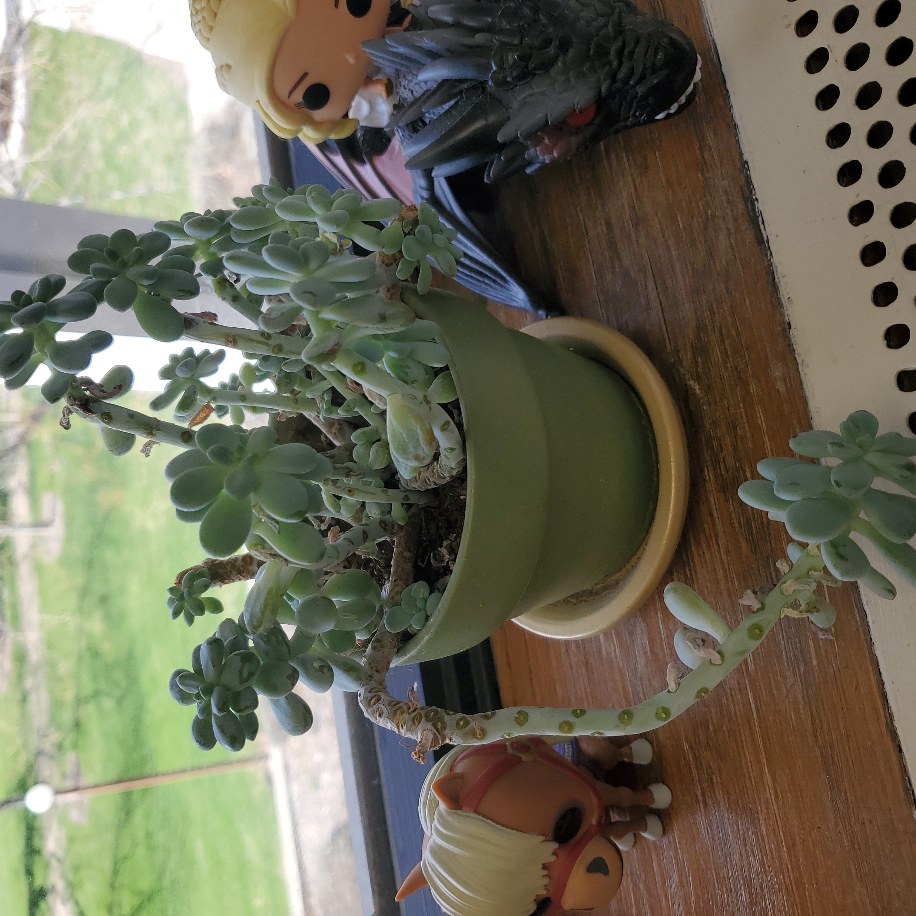 Potted Sedum clavatum plant on a windowsill with visible soil and no signs of disease.
