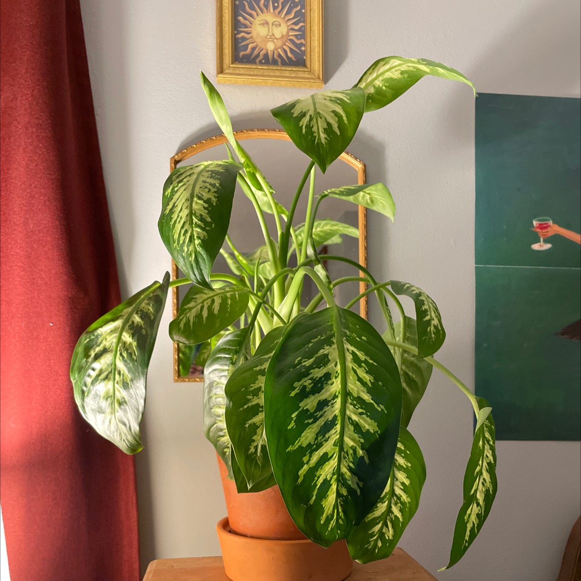 Photo of the plant species Dieffenbachia by @elphabetsoup named Lupe on Greg, the plant care app