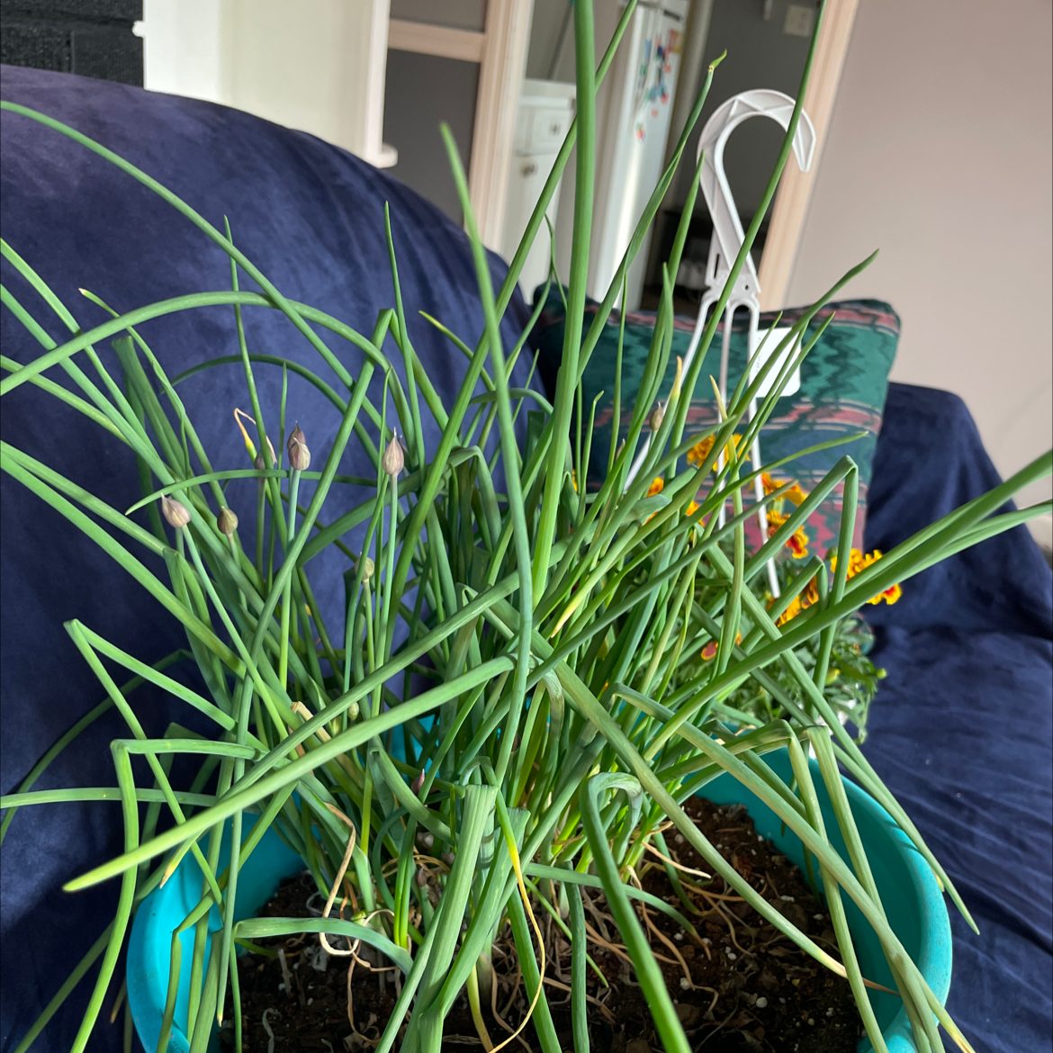 Potted Wild Chives plant with green, upright leaves. Soil is visible.
