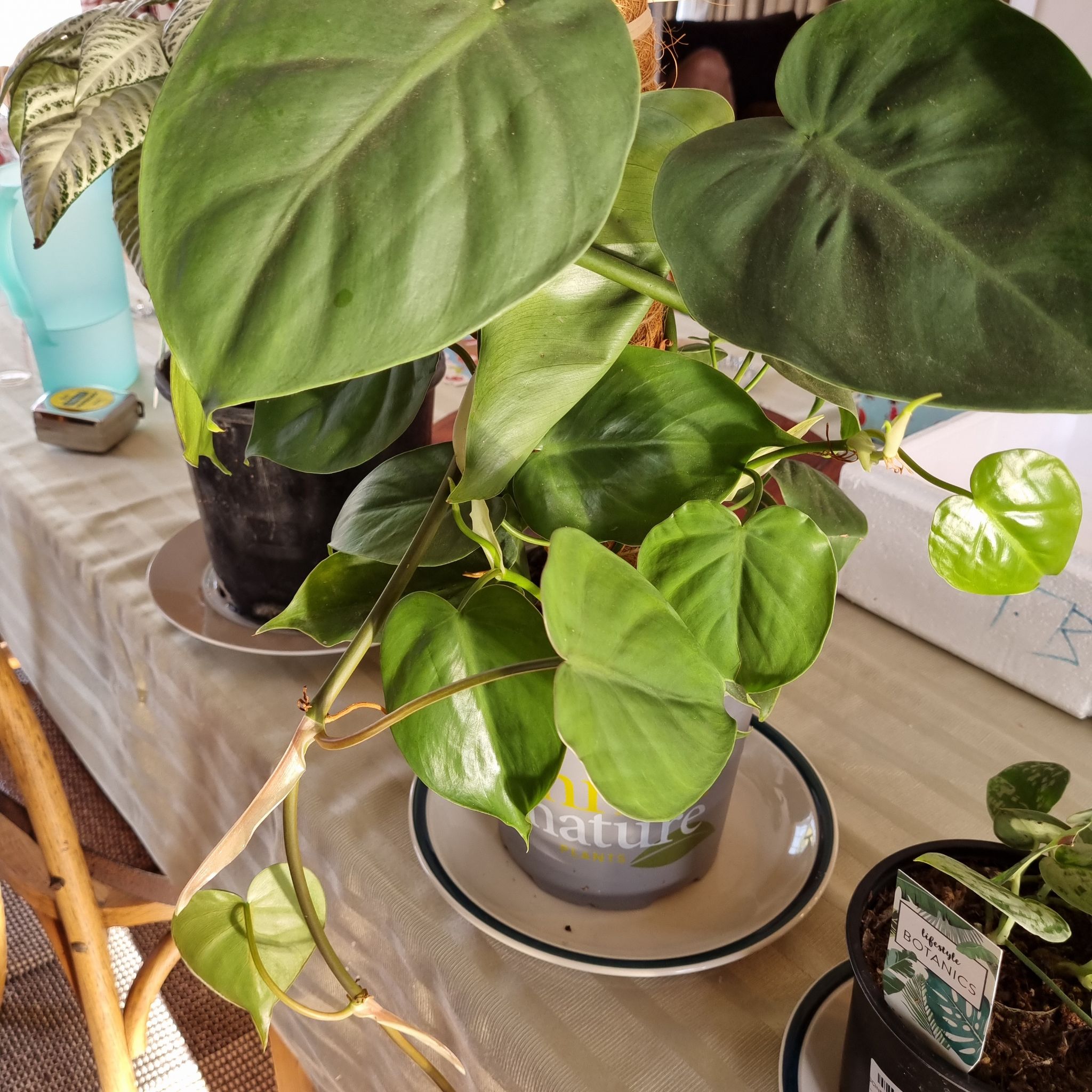 Philodendron cordatum plant with healthy green leaves on a table with other plants in the background.