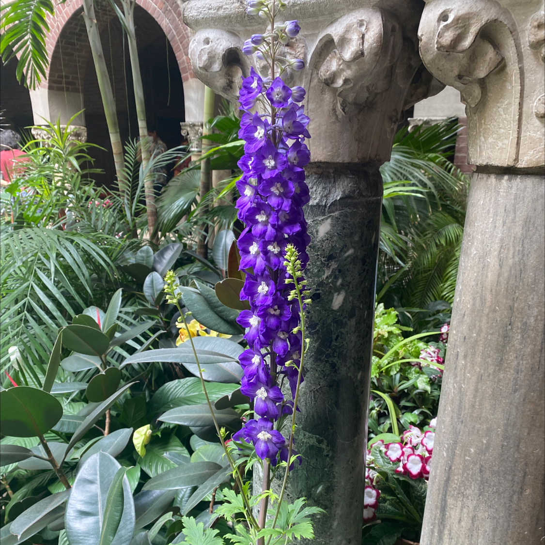 Candle Larkspur plant with vibrant purple flowers in a well-maintained garden.