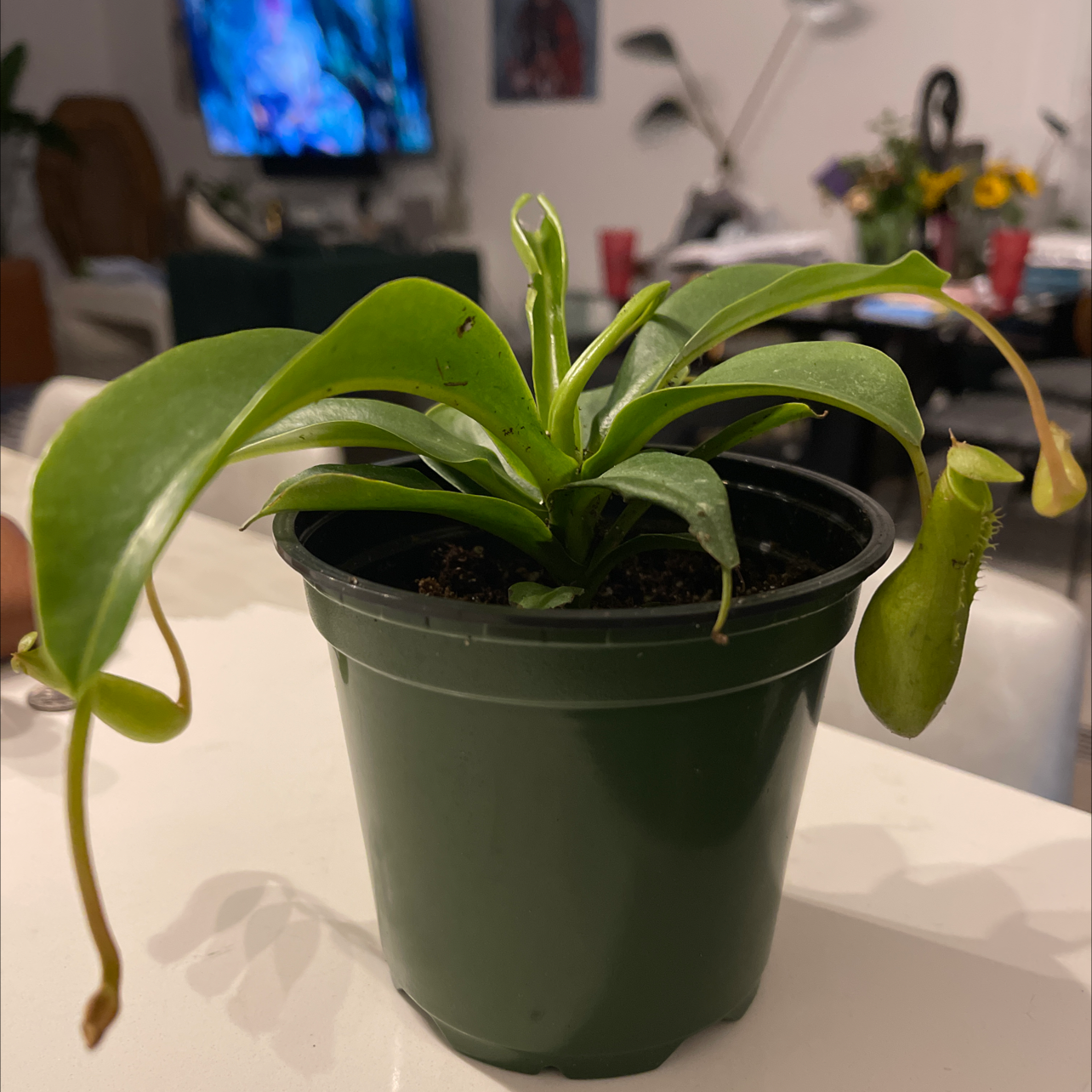 Tropical Pitcher Plant in a green pot with vibrant leaves and a visible pitcher.