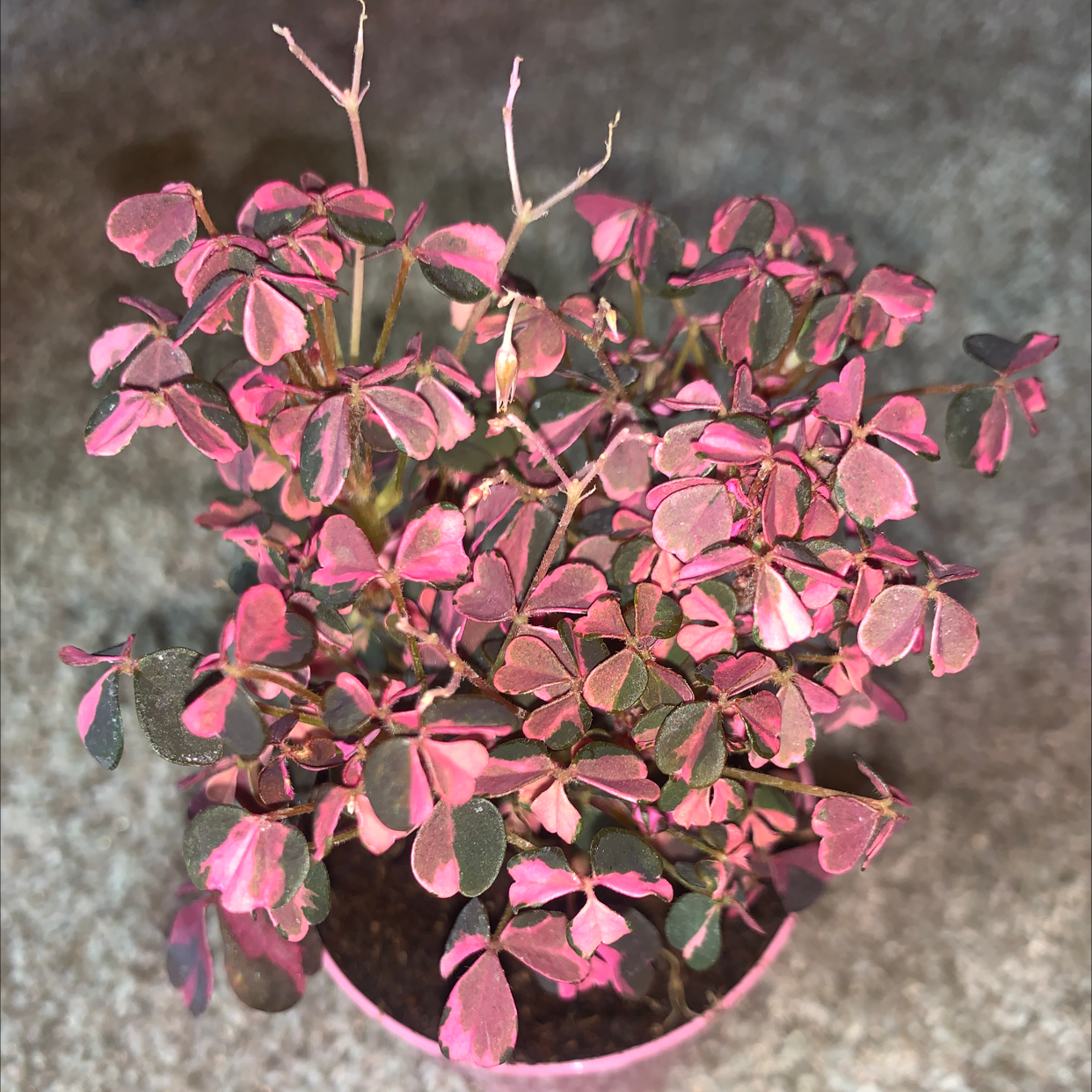 Creeping Woodsorrel plant with pink and green trifoliate leaves in a small pot.