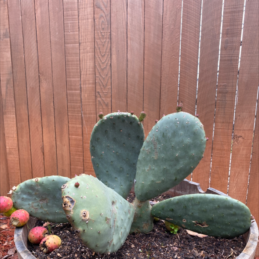 Photo of the plant species Barbary Fig by @Audreagrace12 named Lupe on Greg, the plant care app