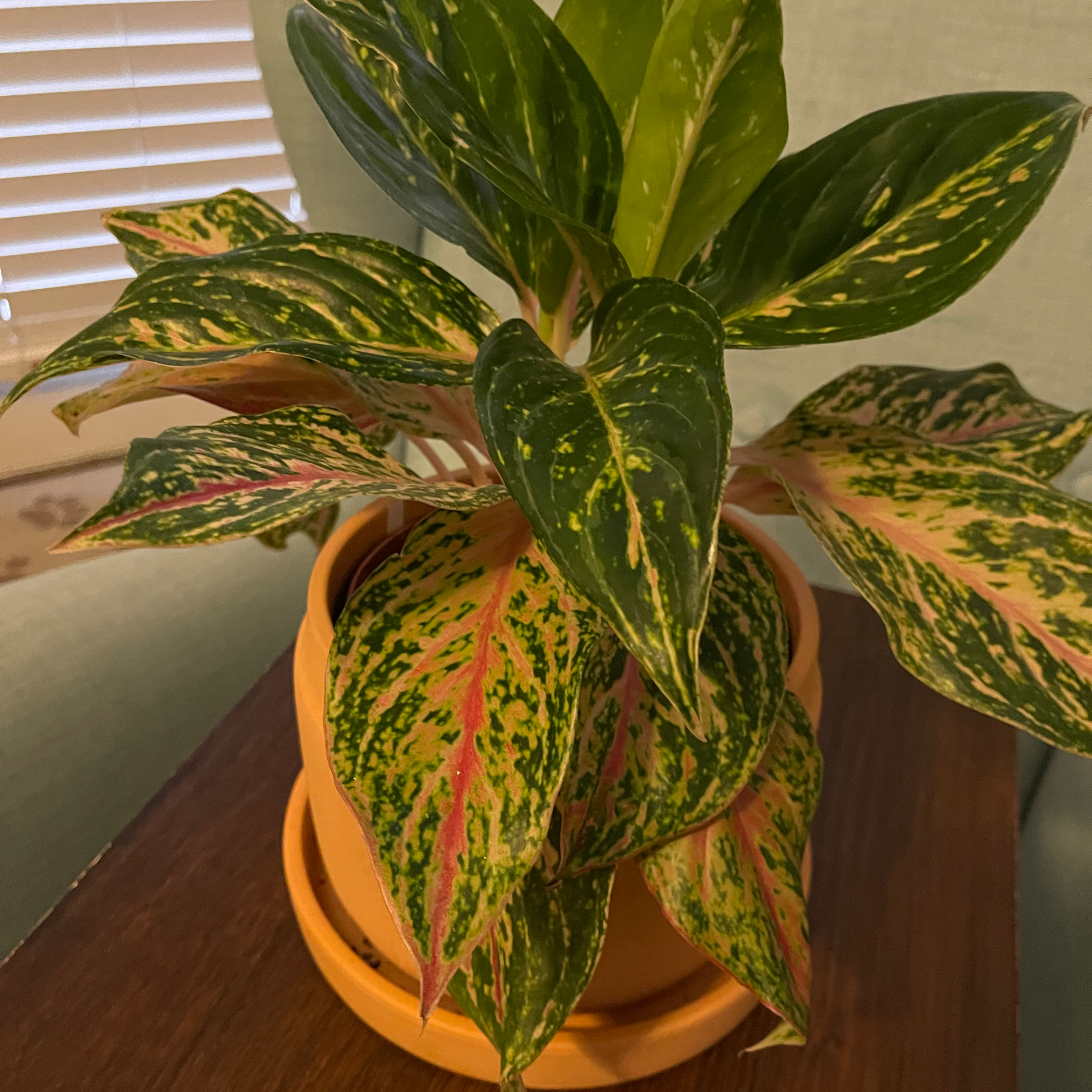 Pink Dalmatian Aglaonema plant in a pot with variegated leaves.