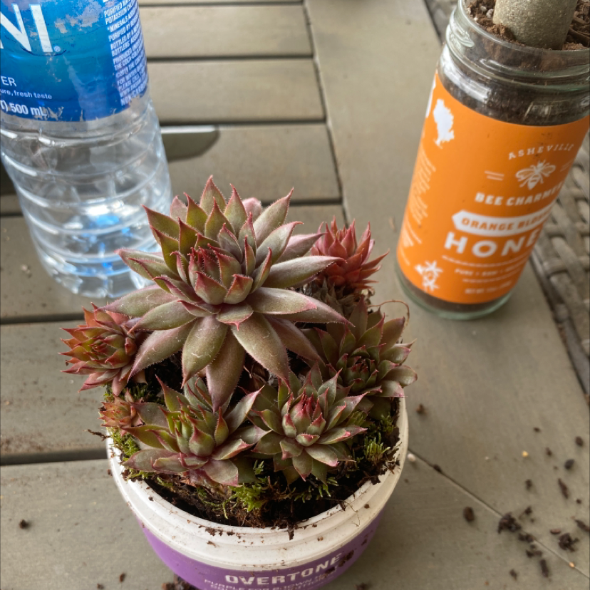 Photo of the plant species Sempervivum 'Red Beauty' by Taylor named Chelsea on Greg, the plant care app